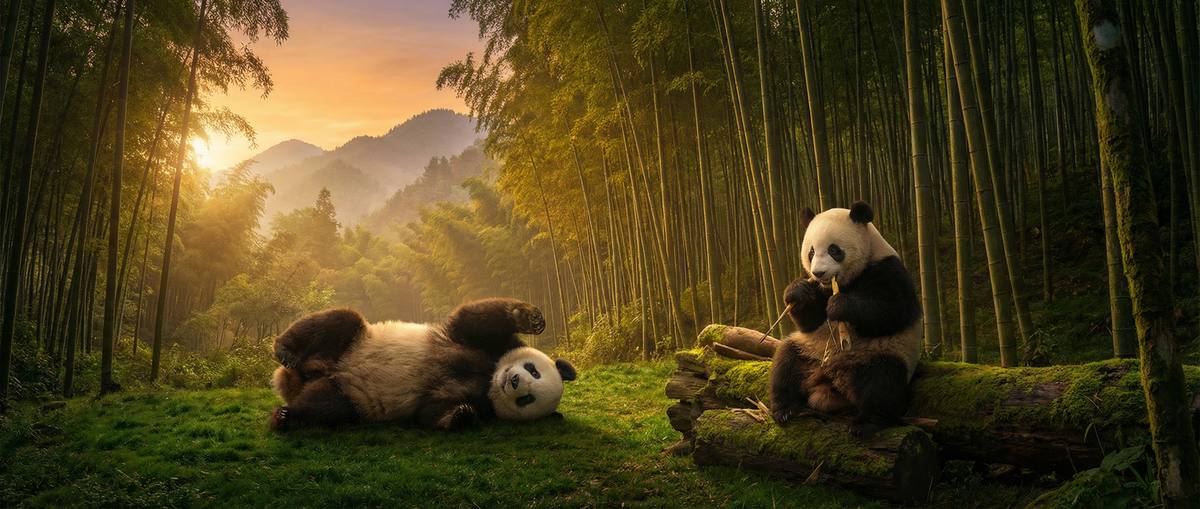 中出动物写真视频社区